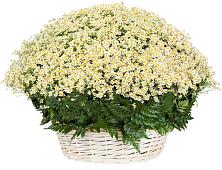 Цветочная композиция из Ромашки в корзине #REPLACE_PRED# Курчанской